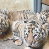 에버랜드, 생후 50일 한국호랑이 5마리 공개