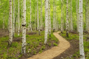 영양 검마산 자작나무 숲 일대 ‘국민의 숲’으로 지정