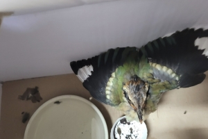 [단독]희귀조 팔색조, 경북 북부지역서 첫 발견