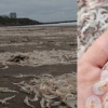 [나우뉴스] 아르헨 해변에 새우떼가 가득…초유의 사태 원인은?