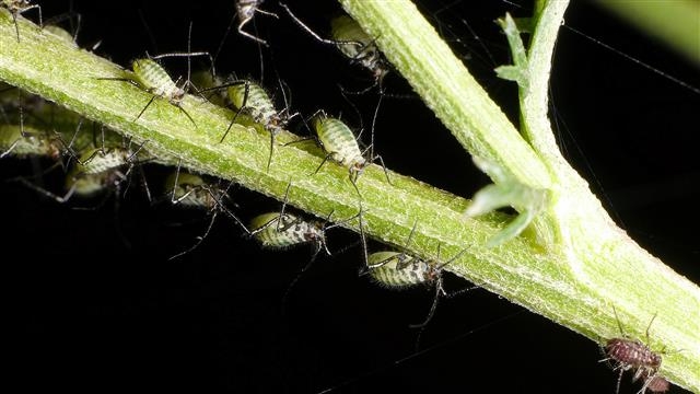 2~4㎜ 크기로 식물의 진액을 빨아먹는 진딧물은 초보 정원사와 농부에게 가장 큰 골칫거리다. 위키피디아 제공