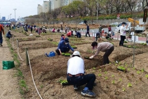 “중랑천 텃밭에 김장용 배추 심어보세요”