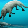 이집트 사막에서 다리가 넷인 고래 화석 “4300만년 전에는 뭍도 걸었다”