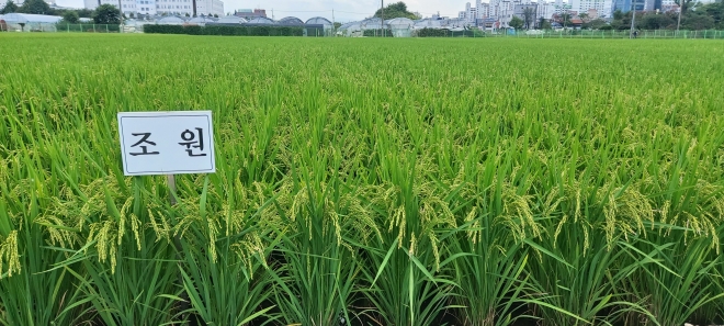 경남도농업기술원이 개발한 벼 신품종 ‘조원’