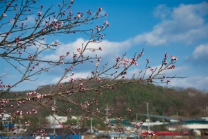 [박상익의 사진으로 세상읽기] 일본의 양심 세력/우석대 역사교육과 명예교수