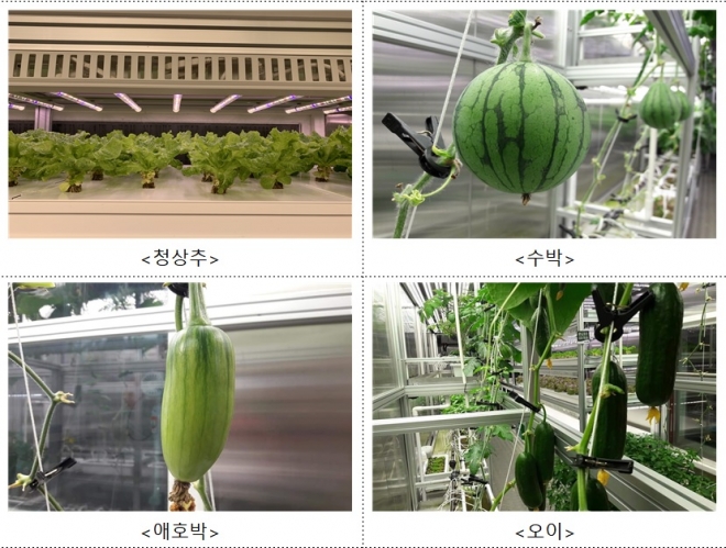 남극세종기지 실내농장에서 재배하는 채소들