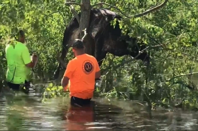 홍수에 떠내려가다 나무 위에 걸린 소. 세인트 버나드 패리시 카운티 제공