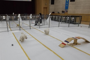 반려견 두고 귀성?… 노원구에 맡기세요