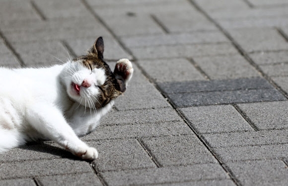 ‘한국 고양이의 날’인 9일 서초구 방아다리 근린공원에 길고양이가 그루밍을 하고 있다. 2021.9.9  연합뉴스
