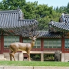 덕수궁에 웬 사슴이…현대미술로 펼친 ‘상상의 정원’을 거닐다
