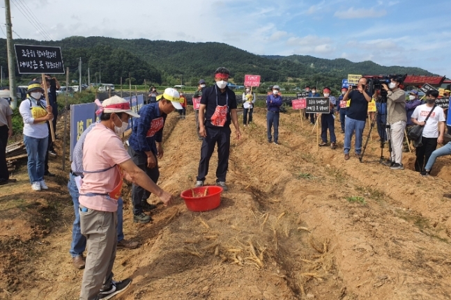 인삼밭 갈아엎는 농가