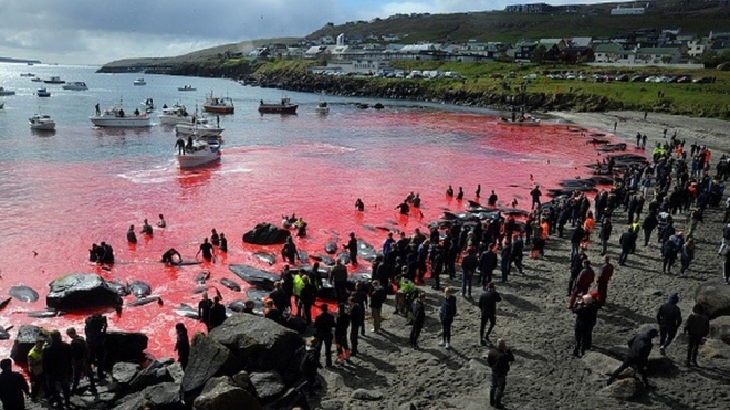 2019년 페로 제도의 토르샤븐 해변에 고래와 돌고래 사체가 널부러져 있고 시뻘건 피로 온바다가 붉게 물들었다.