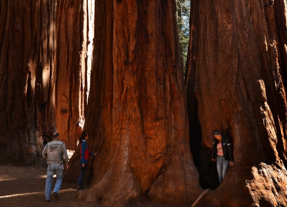 2014년 미국 캘리포니아 세쿼이아 국립공원에서 사람들이 거대한 나무들 사이를 걷고 있는 모습. AFP 연합뉴스