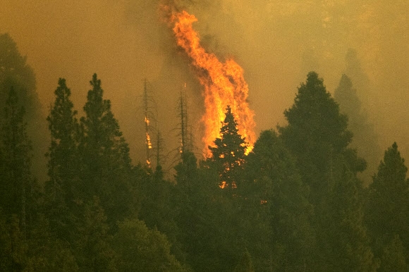 16일(현지시간) 미국 캘리포니아 세쿼이아 국립공원에서 불길이 치솟고 있다. AP 연합뉴스
