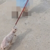 쫄딱 젖은 채 질질 끌려간 ‘해운대 강아지’…“2만원에 던지듯 주고 갔다”