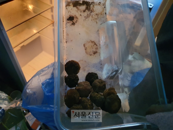 서울에 사는 30대 이윤정(가명)씨의 집 냉장고에서 썩은 귤 11개가 발견된 모습. 황인주 기자 inkpad@seoul.co.kr
