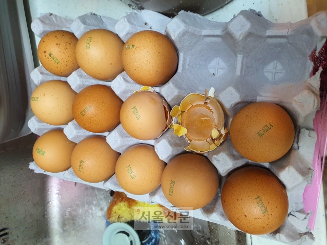 서울에 사는 30대 이윤정(가명)씨의 집 냉장고에서 썩은 계란이 발견된 모습. 황인주 기자 inkpad@seoul.co.kr