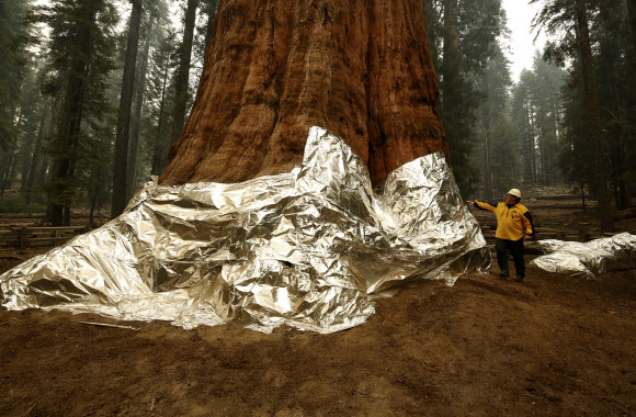 세계에서 가장 크고 무거운 나무 구하기