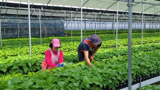 부산시 농업기술센터는 강서구 시범사업 농가에서 연중 안정적으로 생산할 수 있는 ‘들깻잎 수경재배’에 성공했다. 부산시농업기술센터 제공.