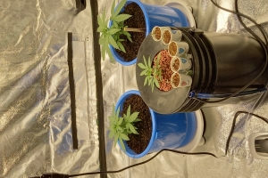 가족과 생활하는 집에서 대마 재배한 마약사범 구속