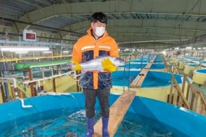 국내산 대서양연어 식탁에… 강원 동해안 새 양식산업 보고로