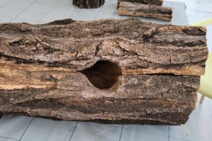 마포 “성미산 ‘새집 달기’ 행사 참여해 보세요”