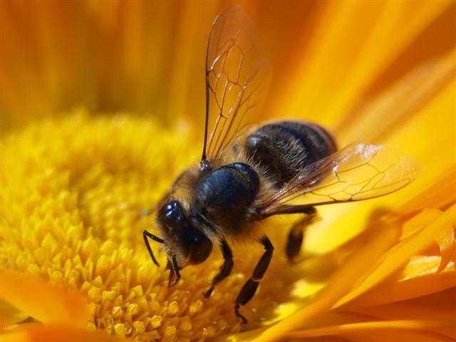 시골 꿀벌들은 도시 꿀벌보다 꿀을 모으기 위해 더 멀리 이동해야 한다는 연구 결과가 나왔다. 픽사베이 제공