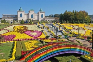 치즈 대신 국화 향 물씬… 임실 ‘황금 꽃밭’