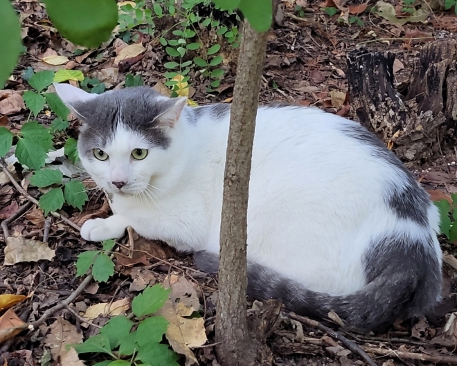 지난 8월 15일 서울 강북구 북서울꿈의숲 공원에 유기된 채로 발견된 고양이의 모습. 동물권행동 카라 제공