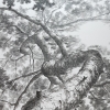신은섭 개인전, ‘pine tree-올려보기’전 개최