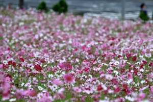 가을 사로잡은 코스모스