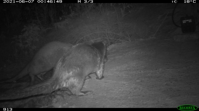 세종시 도심 하천 ‘제천’에서 가족으로 추정되는 수달 두 마리가 무인카메라에 포착됐다. 환경부 제공 