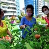 [포토] ‘토마토가 주렁주렁’ 북한 탁아소 옥상공간