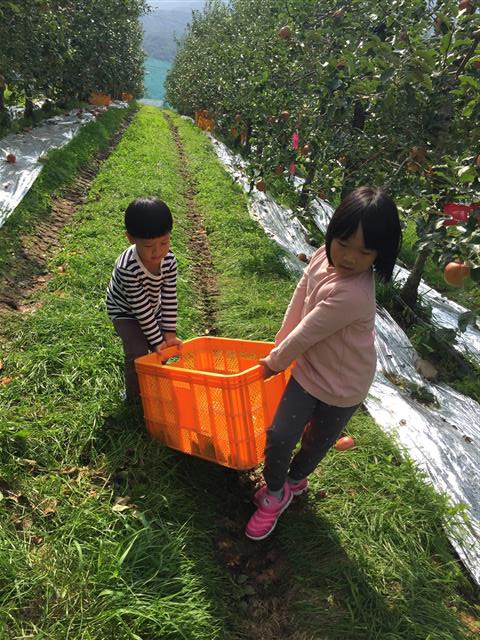 가족이 경남 함양군에서 사과농사를 짓는 마세아양이 동생과 함께 사과를 담을 상자를 옮기고 있다. 세아의 사과농장은 폭염과 폭우 등의 기후변화로 생산량이 감소하는 피해를 입었다. 초록우산어린이재단 제공