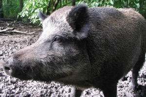 [단독]전국 순환 수렵장, 코로나로 전면 중단되나…개설 신청 지자체 2곳 뿐