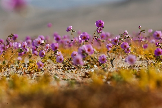 꽃이 만발한 칠레의 아타카마 사막. 사진=EPA 연합뉴스 