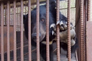 곰 불법 도축 농장주 구속된 곳에서 또 곰 5마리 탈출