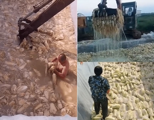 녹슨 굴삭기로 절인 배추 옮기는 모습, 상의 탈의한 한 남성이 몸을 담근 채 배추를 직접 굴삭기로 옮기는 장면. 유튜브 캡처