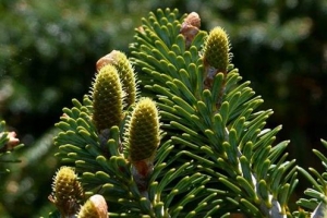 한라산 이상기후에 구상나무 열매도 잘 안 열린다