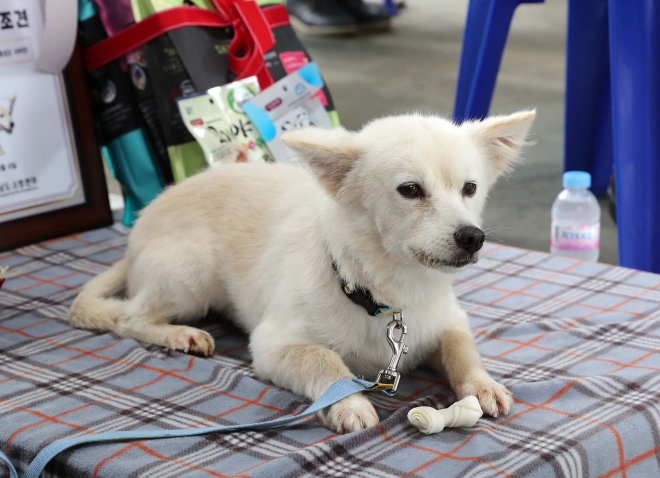 지난 8월 충남 홍성에서 자신을 거둔 90대 치매 할머니를 구해 감동을 준 백구. 이 개는 전국 첫 명예119구조견으로 임명됐다. 충남도 제공