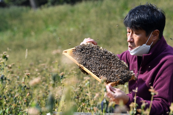 2021 대한민국 최고 농업기술명인으로 선정된 ‘청토청꿀’ 김대립 대표가 직접 가꾼 메밀밭에서 재래벌통을 살펴보고 있다.