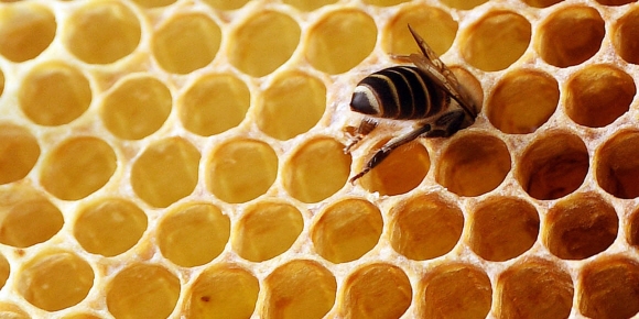 국내 꿀벌은 크게 재래종(토종벌)과 개량종(서양꿀벌)으로 나뉜다. 토종벌은 동남아 지역에 분포하는 토착종으로 삼국사기에 기록돼 있을 정도로 오래된 역사를 가지고 있다.