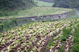 [단독]‘기후변화 나비효과’...6년간 20배 급증한 농작물 보험금
