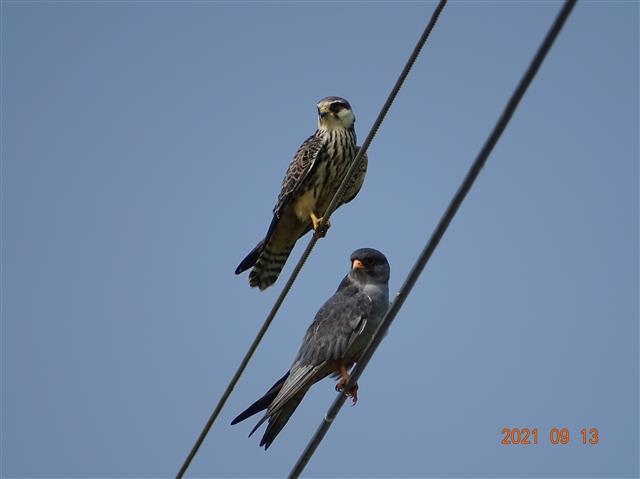 2021. 9. 파주. 비둘기조롱이 암컷(위쪽)과 수컷.