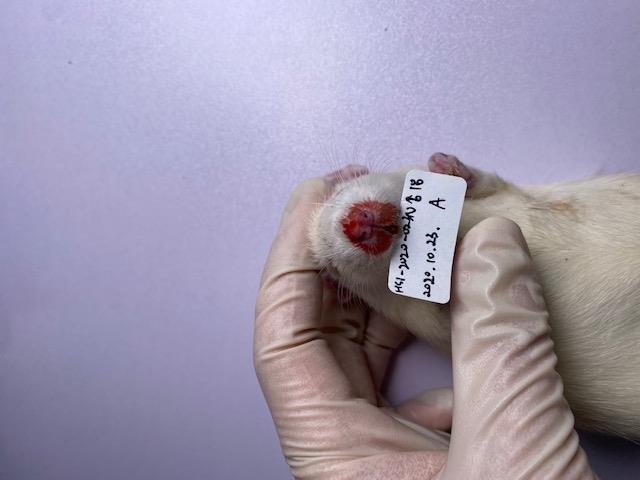 흡입독성실험 후 코와 입 주위에 출혈이 발생한 쥐. 흡입독성실험 방식 중 흡입독성 챔버를 활용해 위해 정도를 측정하는 방식에 쥐를 이용하기도 한다. 환경부 제공
