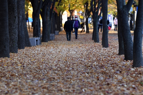 겨울의 시작을 알리는 입동인 7일 서울 영등포구 여의도공원 인근에서 시민들이 낙엽길을 걷고 있다. 2021.11.7 오장환 기자 5zzang@seoul.co.kr