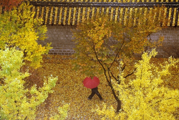 가을 비와 낙엽 엔딩