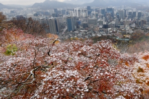 [서울포토] 첫눈 내린 남산의 그림같은 풍경