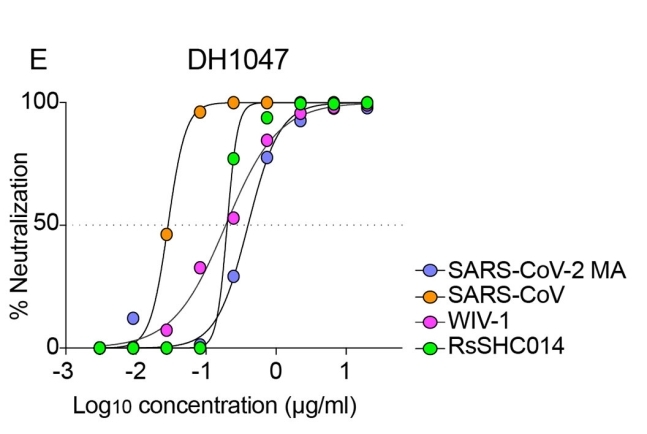 항체 DH1047은 인간을 감염시키는 사스 바이러스와 코로나19 바이러스 외에도 다수의 동물 코로나바이러스를 100% 중화하는 능력을 보여줬다. Science Translational Medicine