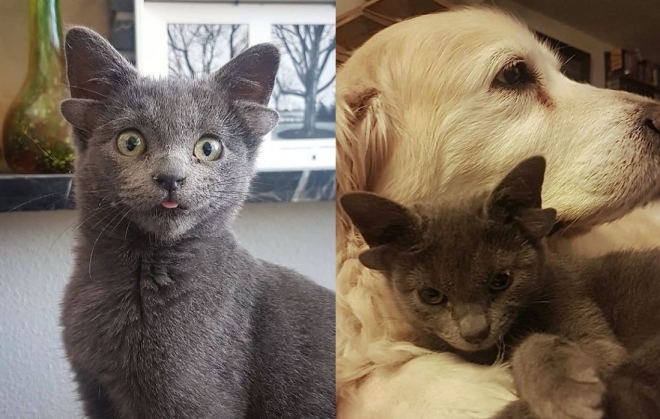 터키에서 회색 새끼 고양이가 독특한 외모로 인해 버려졌다가 새 주인을 만나 SNS 스타로 거듭났다. 인스타그램 캡처